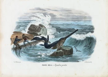 Pesce sega comune, 1863-79